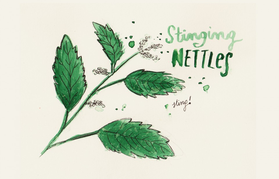 nettle-wild-herb-02