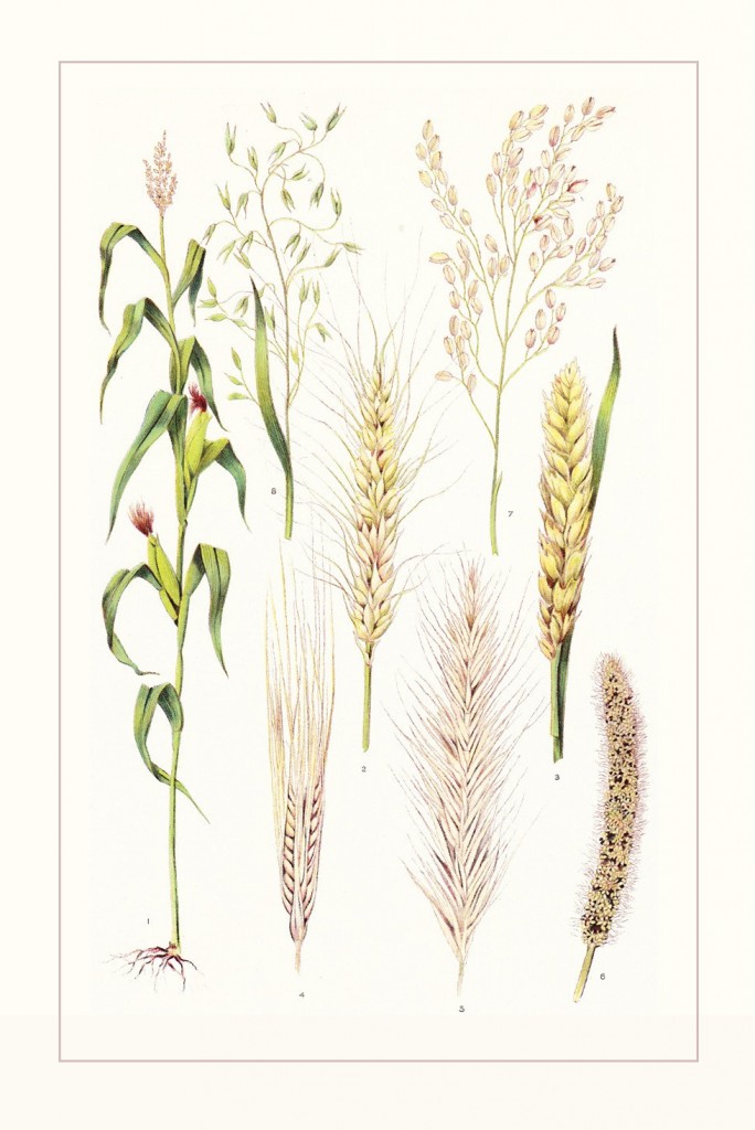 wheat-botanical