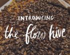 flow-hive-luxembourg